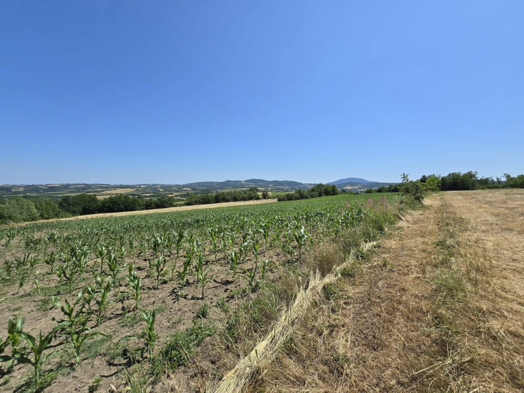 Zemljište u Misači, slika njive površine 82.6 ari koja se nalazi između Misače i Orašca