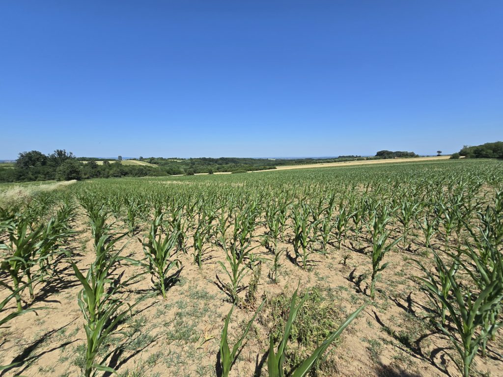 Poljoprivredno i šumsko zemljište u Orašcu, površine 1.07 hektara, zasad kukuruza