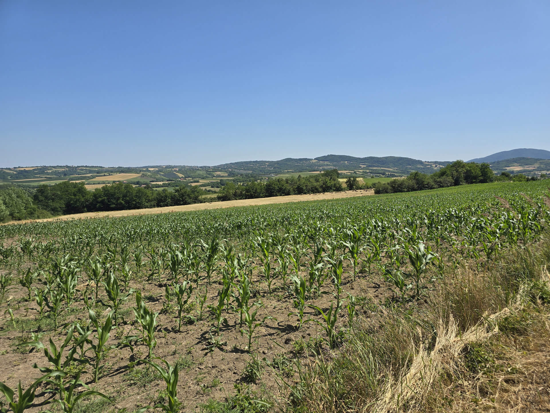 Njiva iz još jednog ugla, sa predivnim šumadijskim pogledom