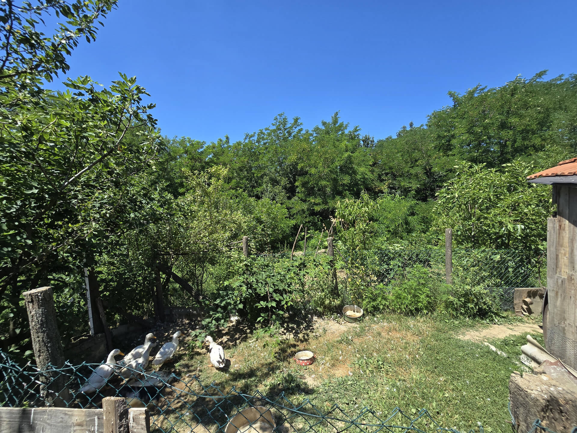 Zadnje dvorište, iza bašte