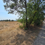 plac u stojniku idelaan za vikendicu ili kucu, 50 ari pored puta